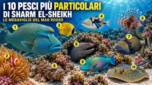 I 10 pesci più particolari che puoi incontrare a Sharm el-Sheikh
