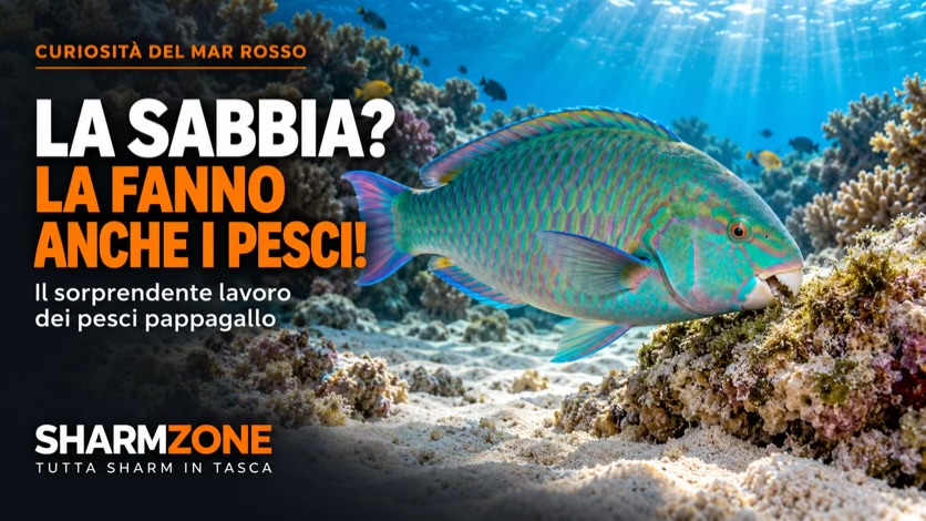 La sabbia sotto i tuoi piedi? Una parte potrebbe essere passata da un pesce