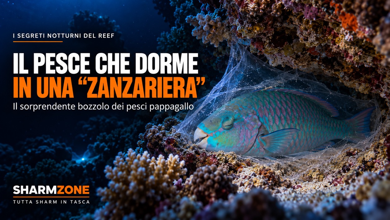Il pesce che dorme dentro una “zanzariera”: il segreto dei pesci pappagallo